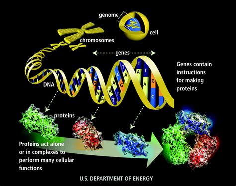 Genome .